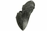 Partial, Fossil Megalodon Tooth - South Carolina #168220-1